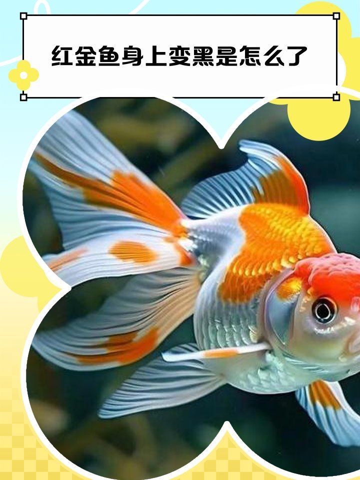 如何判斷魚是否患有黑鱗病，小金魚魚鱗發(fā)黑怎么回事寵物生活妙招表格誘因