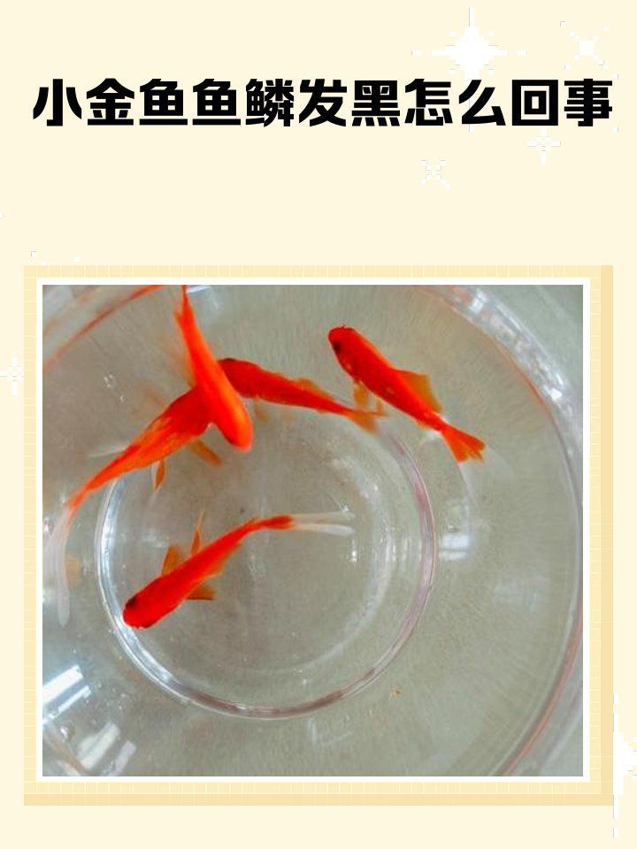 如何判斷魚是否患有黑鱗病，小金魚魚鱗發(fā)黑怎么回事寵物生活妙招表格誘因