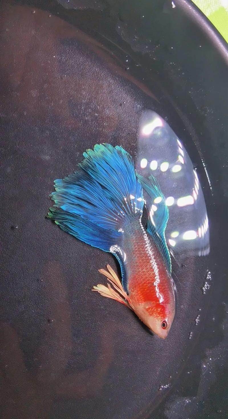 有哪些魚類是絕對(duì)不能混養(yǎng)的？，關(guān)于魚類混養(yǎng)的一些問題 有哪些魚類是絕對(duì)不能混養(yǎng)的？，關(guān)于魚類混養(yǎng)的一些問題 龍魚百科 第6張