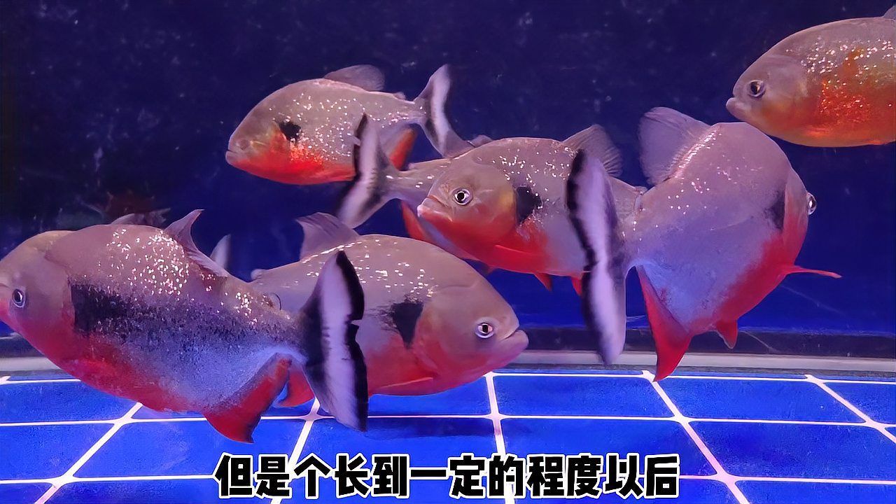 哪些觀賞魚容易咬人，觀賞魚容易咬人的觀賞魚容易咬人的高風險案例介紹 哪些觀賞魚容易咬人，觀賞魚容易咬人的觀賞魚容易咬人的高風險案例介紹 龍魚百科 第2張
