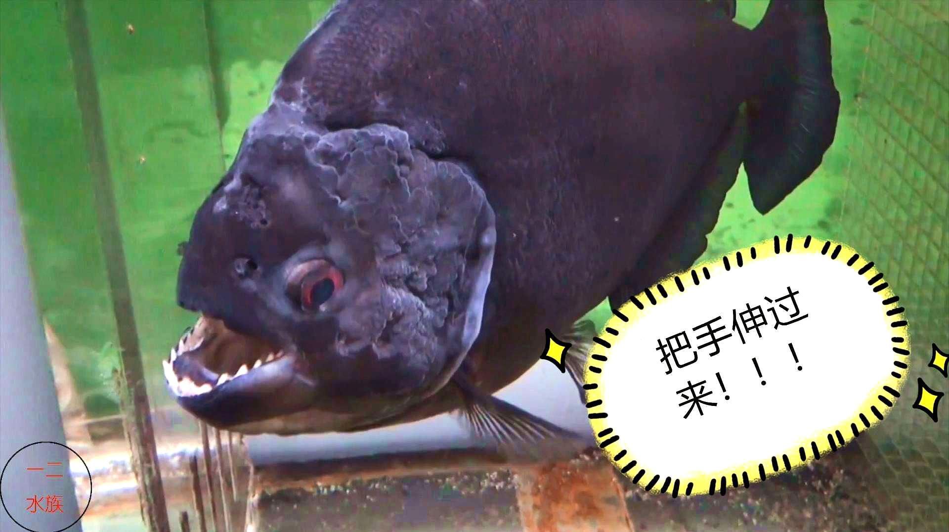 哪些觀賞魚容易咬人，觀賞魚容易咬人的觀賞魚容易咬人的高風險案例介紹