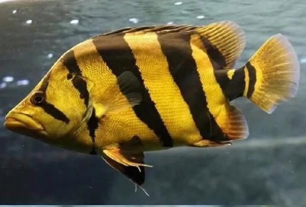 純色虎魚有哪些可能的品種？，純色虎魚品種大揭秘，巴卡雷龍魚的發色過程是怎樣的