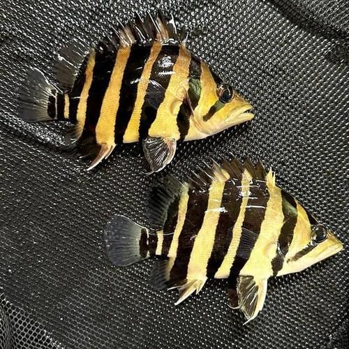 純色虎魚有哪些可能的品種？，純色虎魚品種大揭秘，巴卡雷龍魚的發色過程是怎樣的