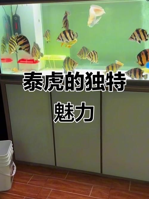 純色虎魚有哪些可能的品種？，純色虎魚品種大揭秘，巴卡雷龍魚的發色過程是怎樣的