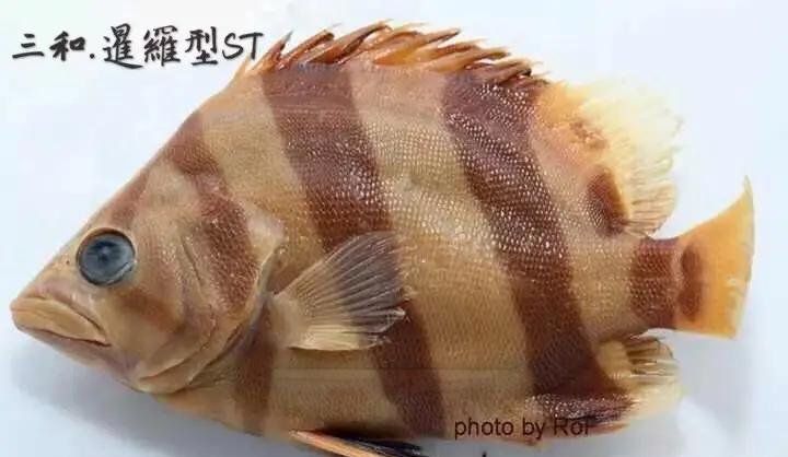 純色虎魚有哪些可能的品種？，純色虎魚品種大揭秘，巴卡雷龍魚的發色過程是怎樣的