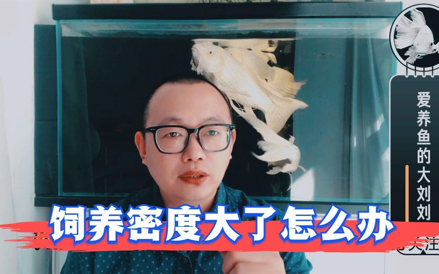 80厘米寬的魚缸能養幾條龍魚？，80厘米寬的魚缸可以養幾條龍魚？ 80厘米寬的魚缸能養幾條龍魚？，80厘米寬的魚缸可以養幾條龍魚？ 龍魚百科 第2張