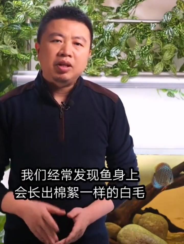 如何預(yù)防魚身上長白毛，如何有效預(yù)防魚身長白毛