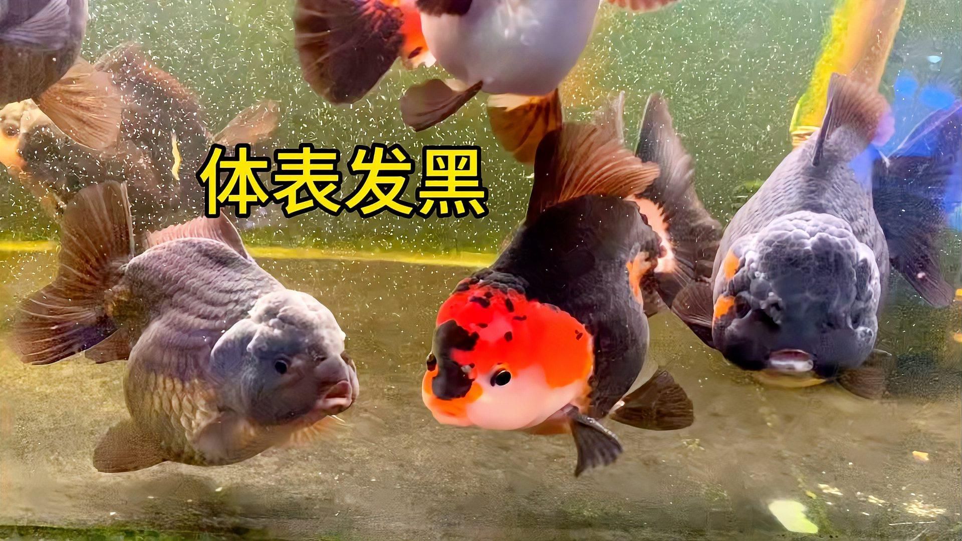 如何判斷金魚(yú)發(fā)黑的原因，紅龍?zhí)魬?zhàn)技巧：魚(yú)發(fā)黑可能是由多種原因引起的，以下是常見(jiàn)的判斷