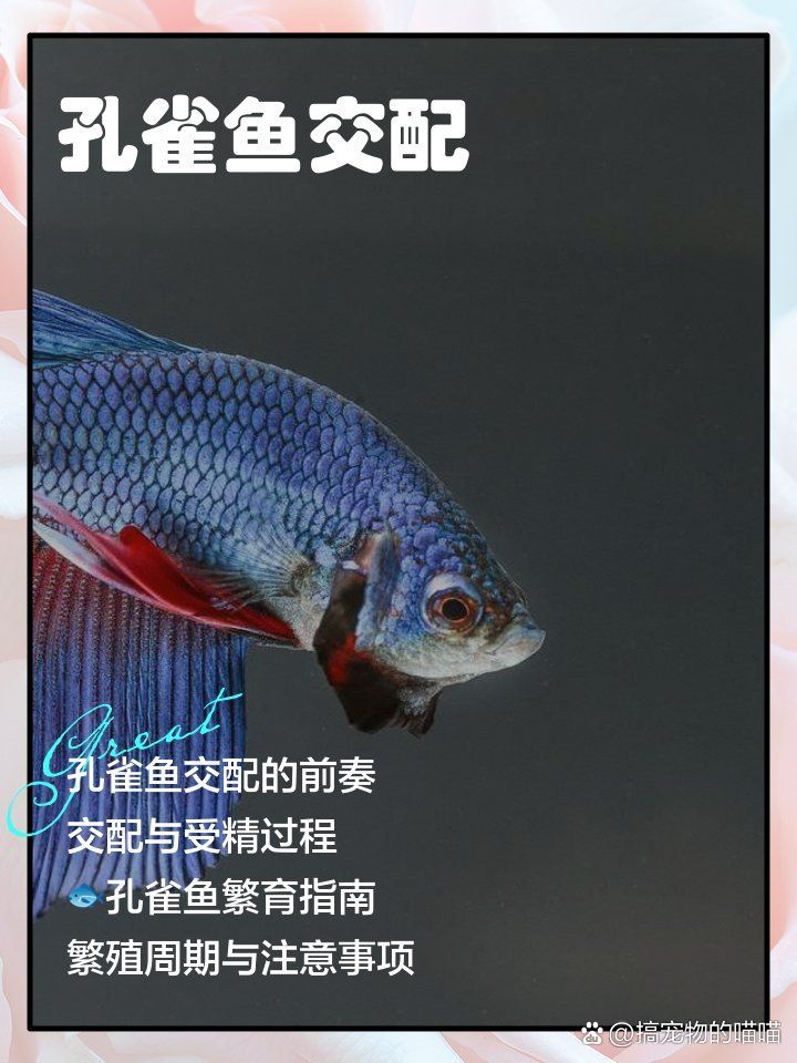 孔雀魚繁殖期需要哪些營養，孔雀魚在繁殖期需要充足的營養來支持其繁殖活動來支持其繁殖活動