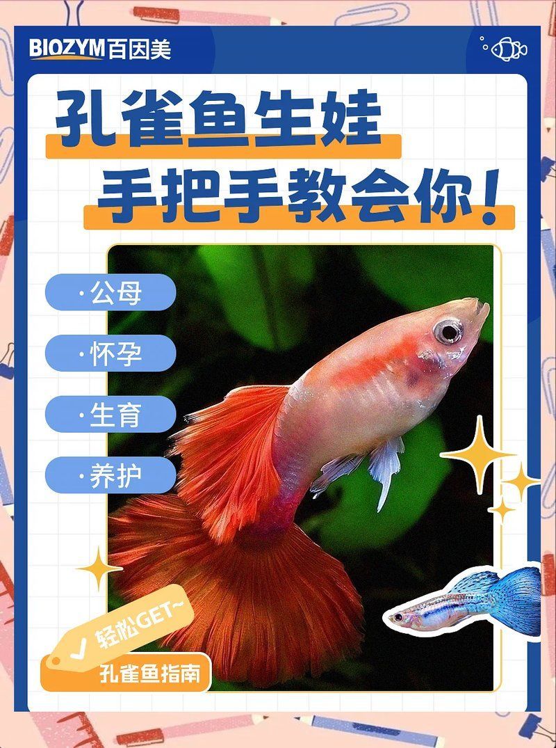 孔雀魚繁殖期需要哪些營養，孔雀魚在繁殖期需要充足的營養來支持其繁殖活動來支持其繁殖活動