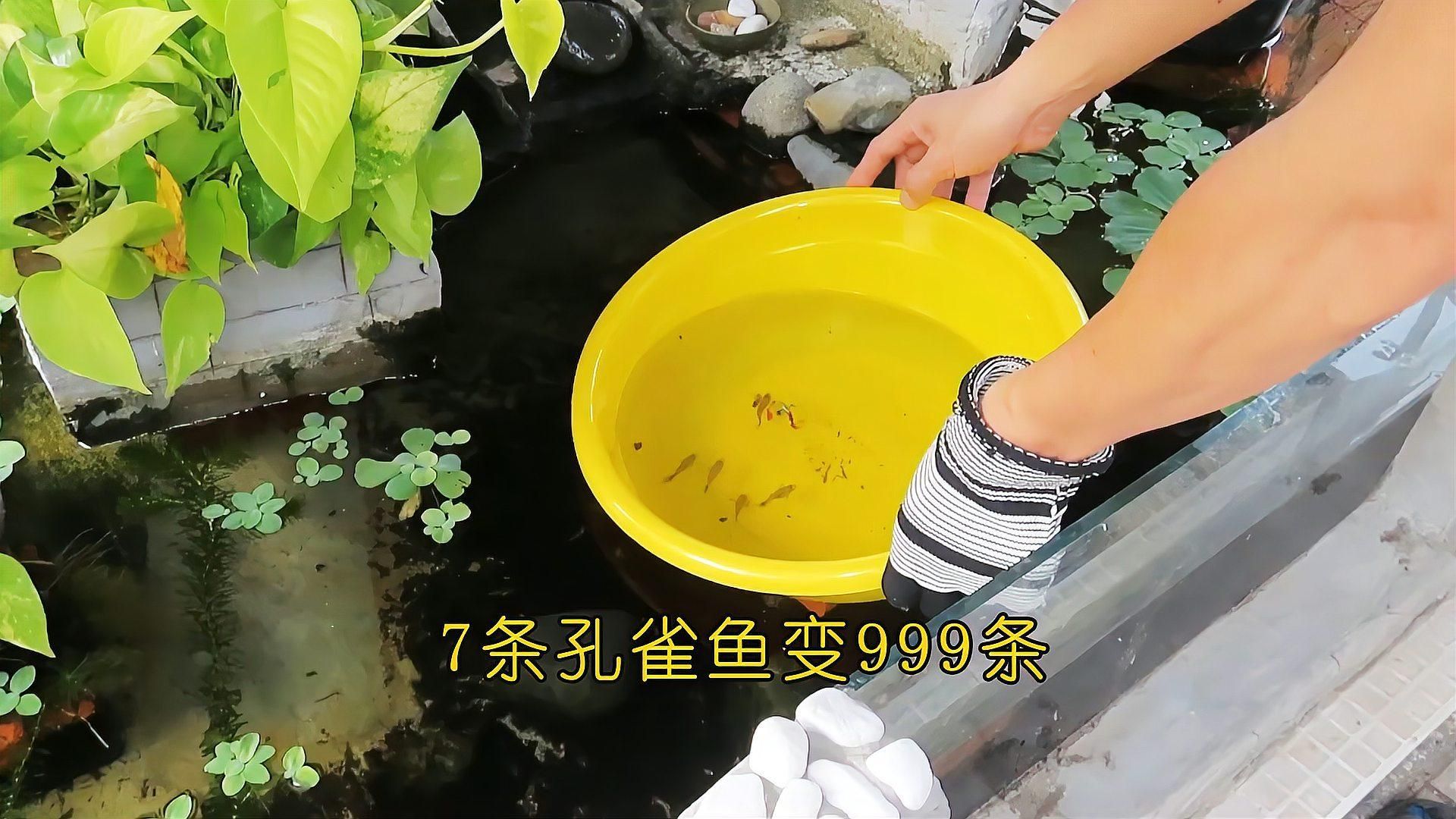 孔雀魚繁殖期需要哪些營養，孔雀魚在繁殖期需要充足的營養來支持其繁殖活動來支持其繁殖活動