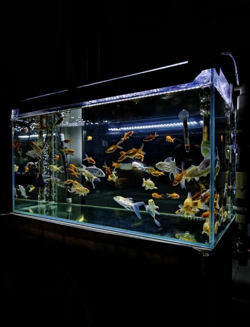 如何設(shè)置魚缸過濾器，如何設(shè)置魚缸過濾器設(shè)置魚缸過濾器設(shè)置合適過濾器