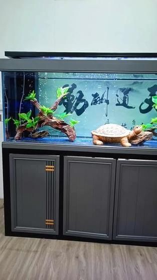 推薦一些性價比高的龍魚缸品牌，性價比高的龍魚缸品牌