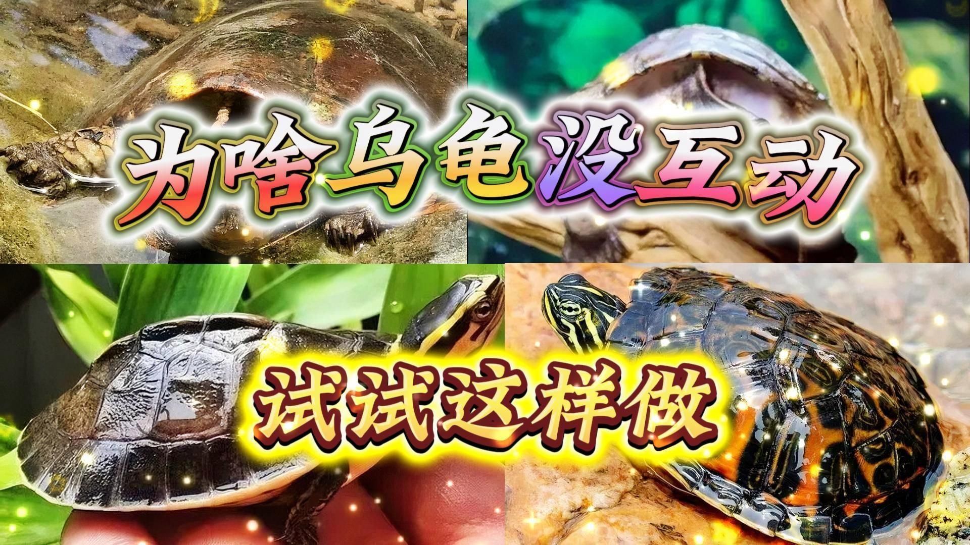 如何與龜結善緣，烏龜的養殖技巧