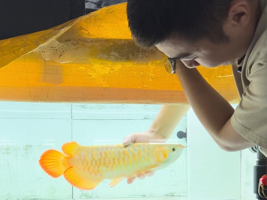 有哪些成功的龍魚鱗片潰爛手術案例 有哪些成功的龍魚鱗片潰爛手術案例 龍魚百科 第5張