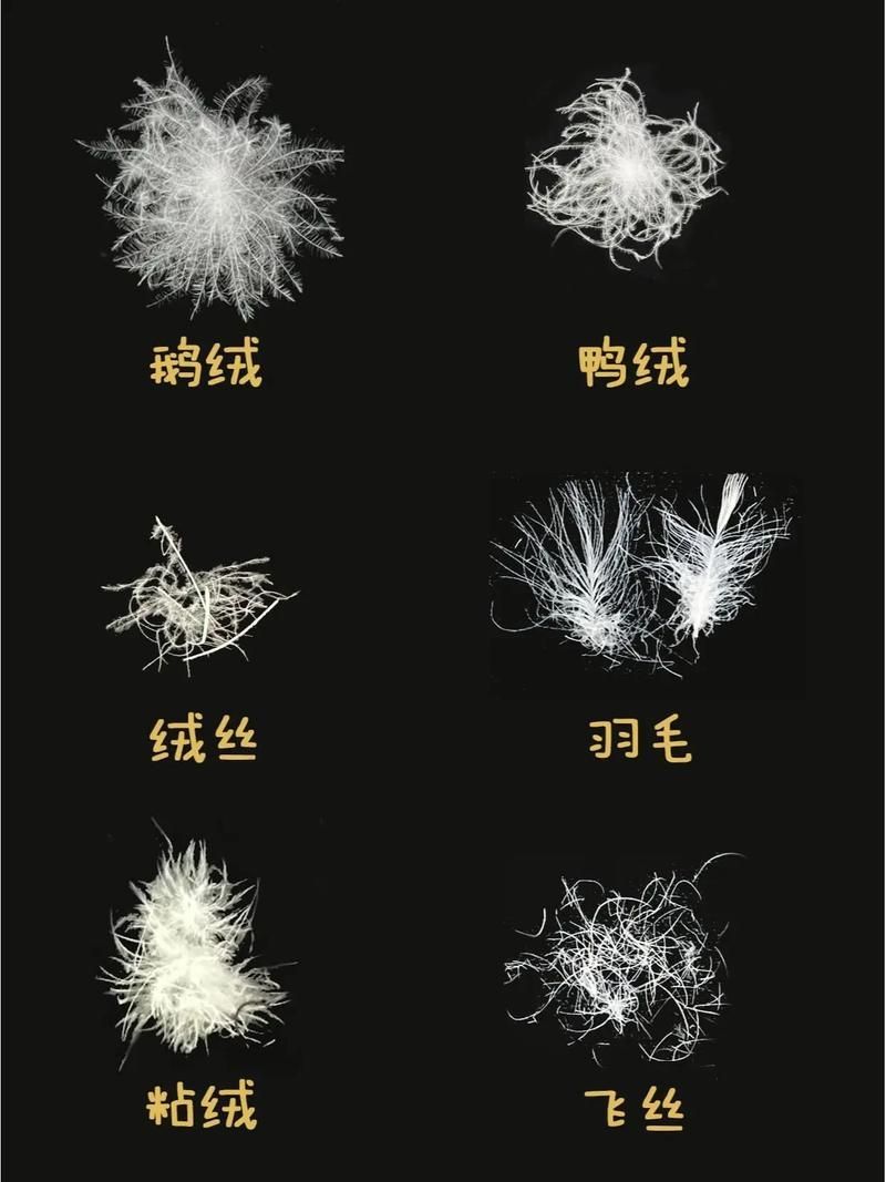 如何判斷一個羽絨服的性價比 如何判斷一個羽絨服的性價比 龍魚百科 第1張