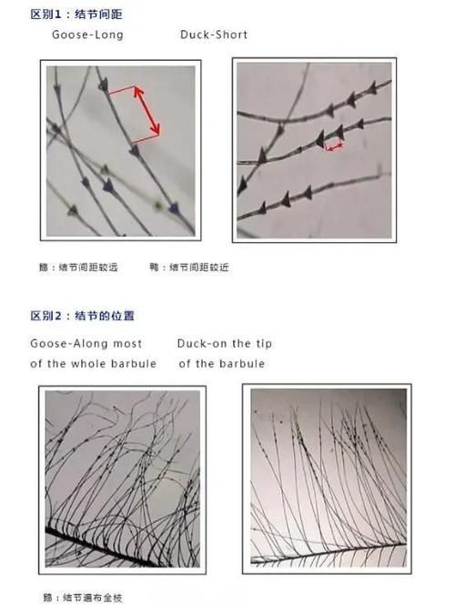 如何判斷一個羽絨服的性價比 如何判斷一個羽絨服的性價比 龍魚百科 第2張