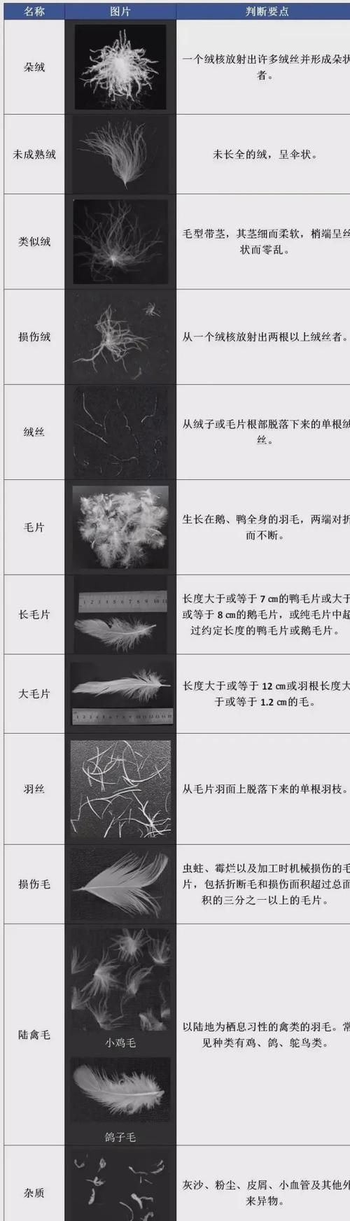 如何判斷一個羽絨服的性價比 如何判斷一個羽絨服的性價比 龍魚百科 第5張