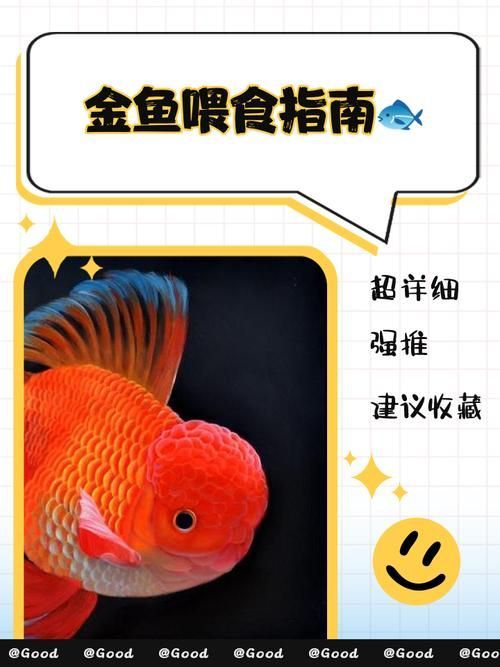 如何改善金魚的健康？，如何科學改善金魚健康 如何改善金魚的健康？，如何科學改善金魚健康 龍魚百科 第10張