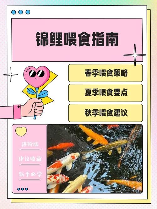 如何改善金魚的健康？，如何科學改善金魚健康 如何改善金魚的健康？，如何科學改善金魚健康 龍魚百科 第11張