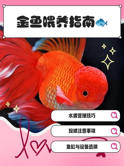 如何改善金魚的健康？，如何科學改善金魚健康 如何改善金魚的健康？，如何科學改善金魚健康 龍魚百科 第9張