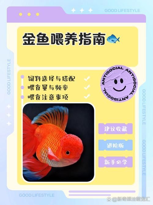 如何改善金魚的健康？，如何科學改善金魚健康 如何改善金魚的健康？，如何科學改善金魚健康 龍魚百科 第7張
