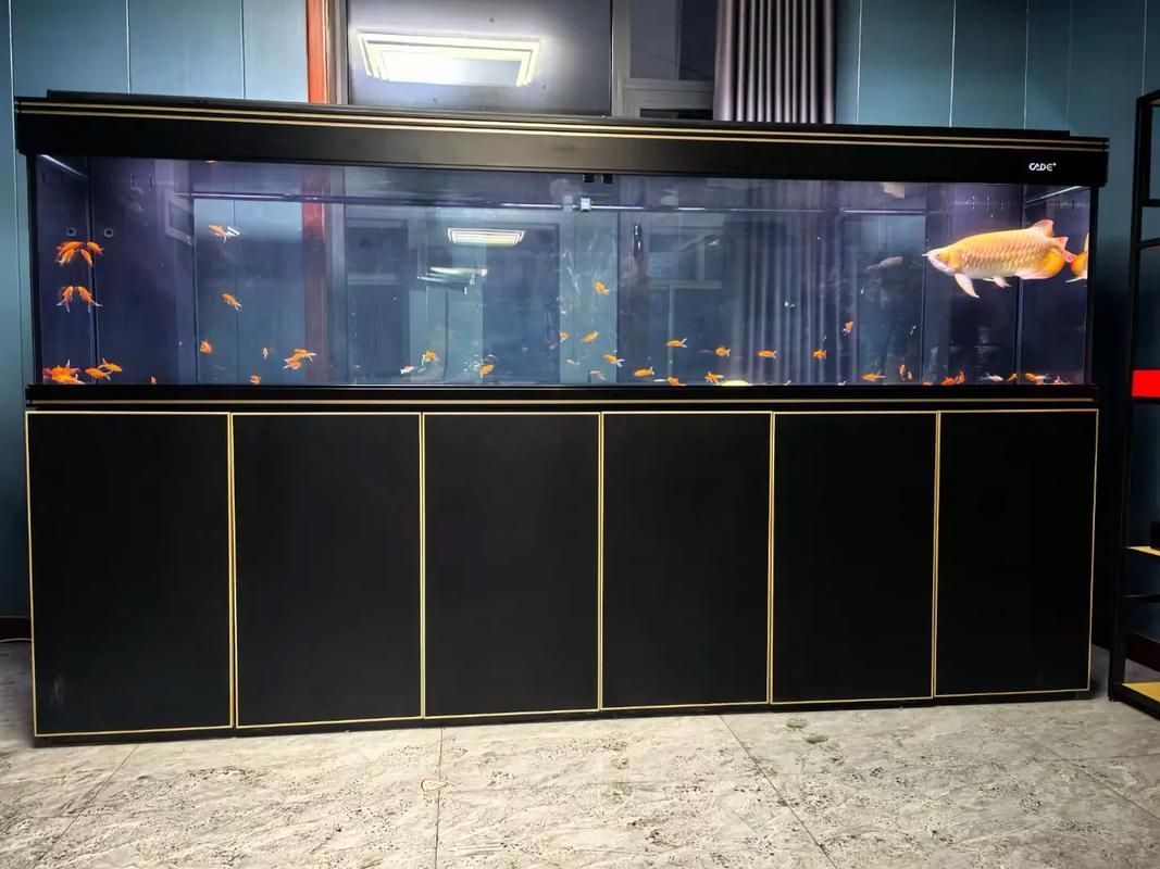 彩鰈和久鼎哪個更適合龍魚?,彩鰈與久鼎魚缸深度對比 龍魚百科 第5張 彩鰈和久鼎哪個更適合龍魚?,彩鰈與久鼎魚缸深度對比 彩鰈和久鼎哪個更適合龍魚?,彩鰈與久鼎魚缸深度對比 龍魚百科 第5張