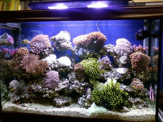 有哪些高端魚(yú)缸品牌推薦？，中國(guó)高端水族箱品牌推薦：魚(yú)缸品牌推薦 有哪些高端魚(yú)缸品牌推薦？，中國(guó)高端水族箱品牌推薦：魚(yú)缸品牌推薦 龍魚(yú)百科 第9張