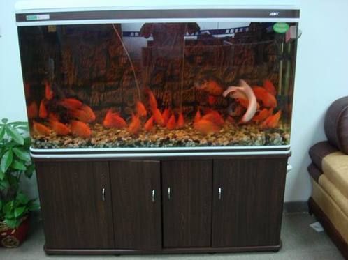 有哪些高端魚(yú)缸品牌推薦？，中國(guó)高端水族箱品牌推薦：魚(yú)缸品牌推薦 有哪些高端魚(yú)缸品牌推薦？，中國(guó)高端水族箱品牌推薦：魚(yú)缸品牌推薦 龍魚(yú)百科 第14張