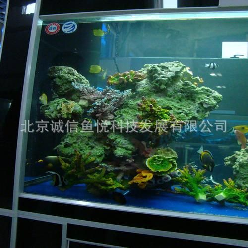 有哪些高端魚(yú)缸品牌推薦？，中國(guó)高端水族箱品牌推薦：魚(yú)缸品牌推薦 有哪些高端魚(yú)缸品牌推薦？，中國(guó)高端水族箱品牌推薦：魚(yú)缸品牌推薦 龍魚(yú)百科 第10張