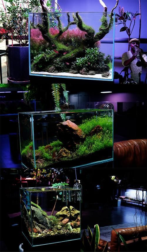 有哪些高端魚(yú)缸品牌推薦？，中國(guó)高端水族箱品牌推薦：魚(yú)缸品牌推薦 有哪些高端魚(yú)缸品牌推薦？，中國(guó)高端水族箱品牌推薦：魚(yú)缸品牌推薦 龍魚(yú)百科 第6張