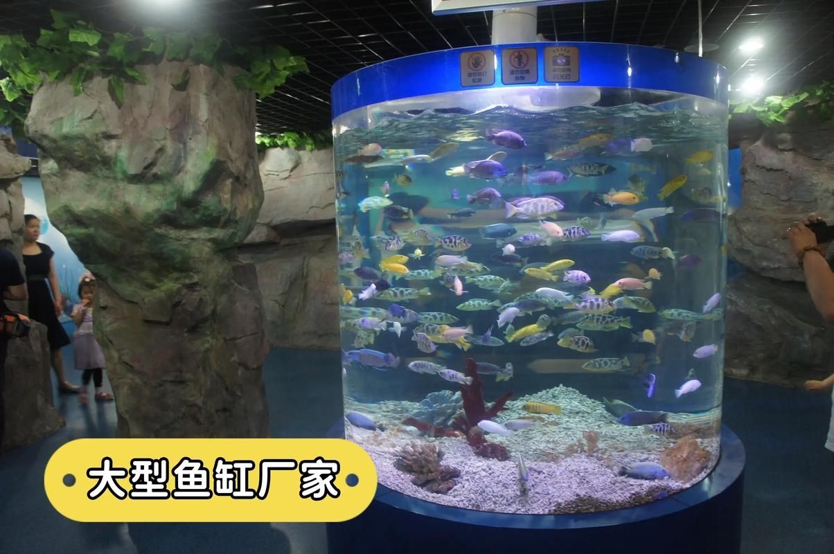 有哪些高端魚(yú)缸品牌推薦？，中國(guó)高端水族箱品牌推薦：魚(yú)缸品牌推薦 有哪些高端魚(yú)缸品牌推薦？，中國(guó)高端水族箱品牌推薦：魚(yú)缸品牌推薦 龍魚(yú)百科 第11張