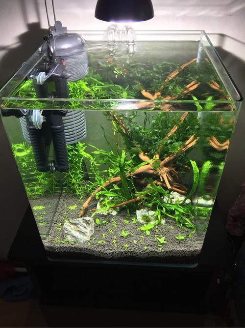 有哪些高端魚(yú)缸品牌推薦？，中國(guó)高端水族箱品牌推薦：魚(yú)缸品牌推薦 有哪些高端魚(yú)缸品牌推薦？，中國(guó)高端水族箱品牌推薦：魚(yú)缸品牌推薦 龍魚(yú)百科 第3張