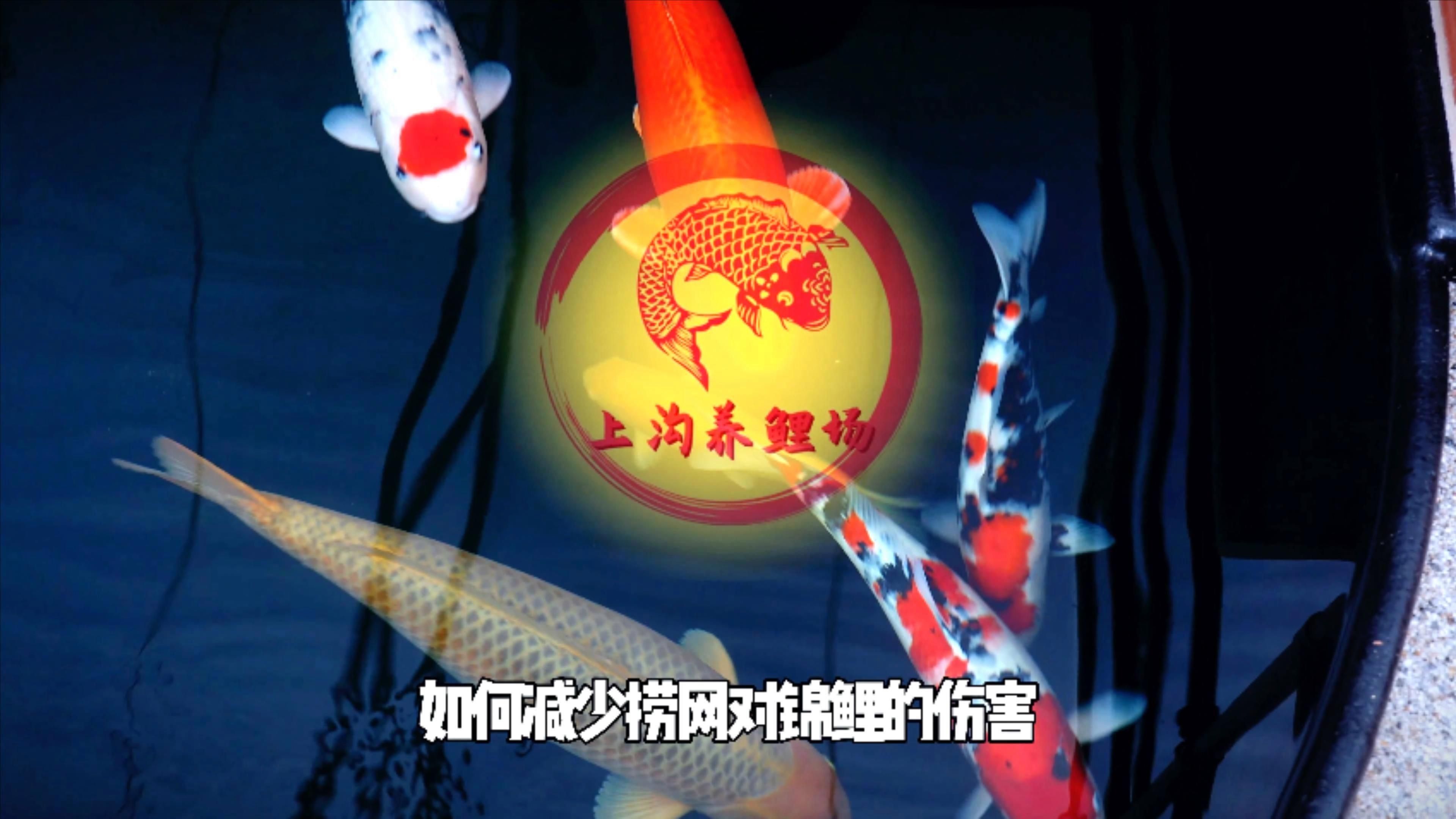 如何預(yù)防觀賞魚受傷，如何預(yù)防觀賞魚受傷的1000字內(nèi)容和配圖，觀賞魚受傷