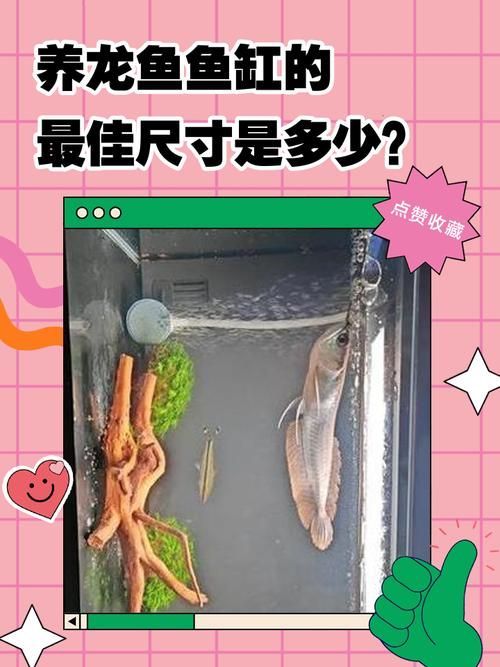 龍魚專用魚缸的最佳尺寸是多少？，專用魚缸的尺寸選擇是確保其健康和舒適的關鍵因素