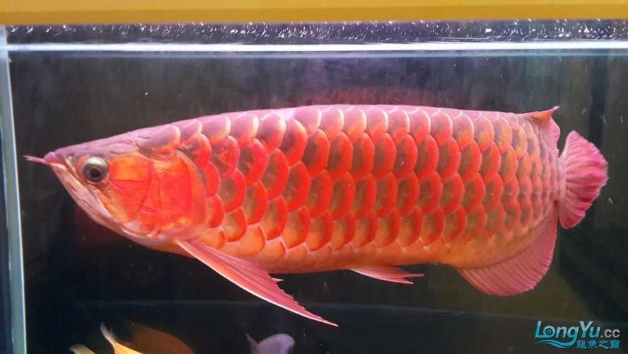 低價紅龍魚有哪些常見品種,低價紅龍魚和紅龍魚有什么區別 龍魚百科 第1張 低價紅龍魚有哪些常見品種,低價紅龍魚和紅龍魚有什么區別 低價紅龍魚有哪些常見品種,低價紅龍魚和紅龍魚有什么區別 龍魚百科 第1張