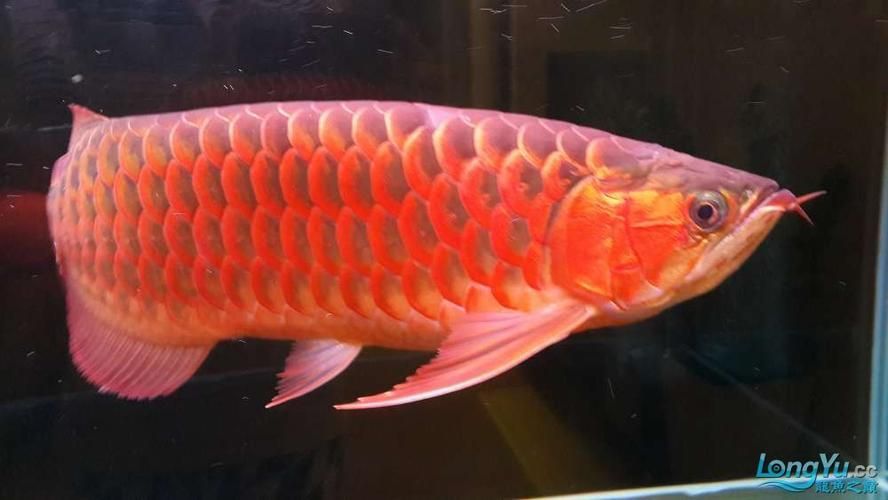 低價紅龍魚有哪些常見品種,低價紅龍魚和紅龍魚有什么區別 龍魚百科 第3張 低價紅龍魚有哪些常見品種,低價紅龍魚和紅龍魚有什么區別 低價紅龍魚有哪些常見品種,低價紅龍魚和紅龍魚有什么區別 龍魚百科 第3張