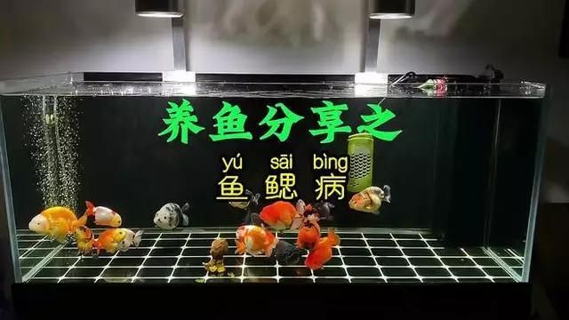 鰓霉病和蟲鰓的發病季節，春季金魚鰓病預防與治療 鰓霉病和蟲鰓的發病季節，春季金魚鰓病預防與治療 龍魚百科 第3張