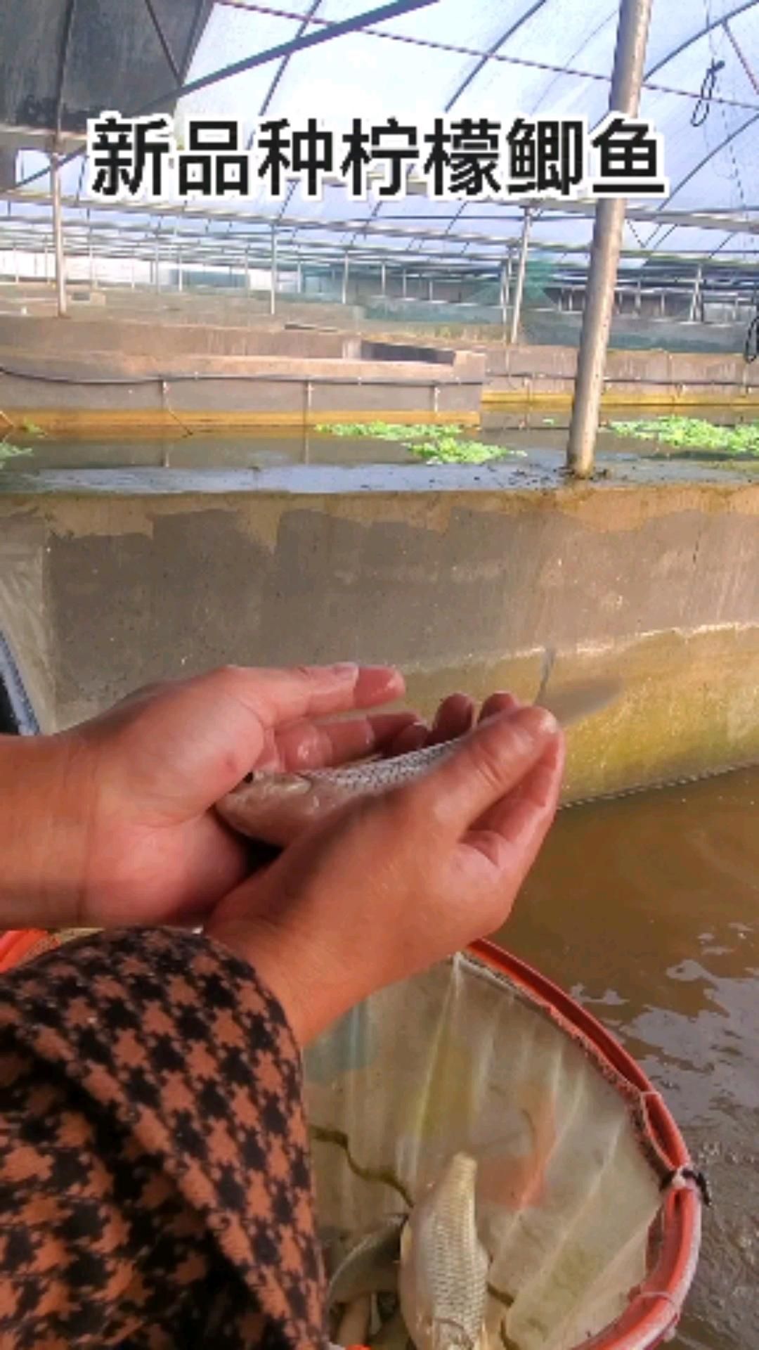 檸檬鯽，檸檬鯽是什么品種 檸檬鯽，檸檬鯽是什么品種 龍魚百科 第2張