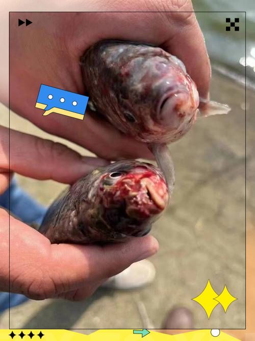 爛鰓病用藥后多久見效，常見魚類疾病及治療方法(下篇)