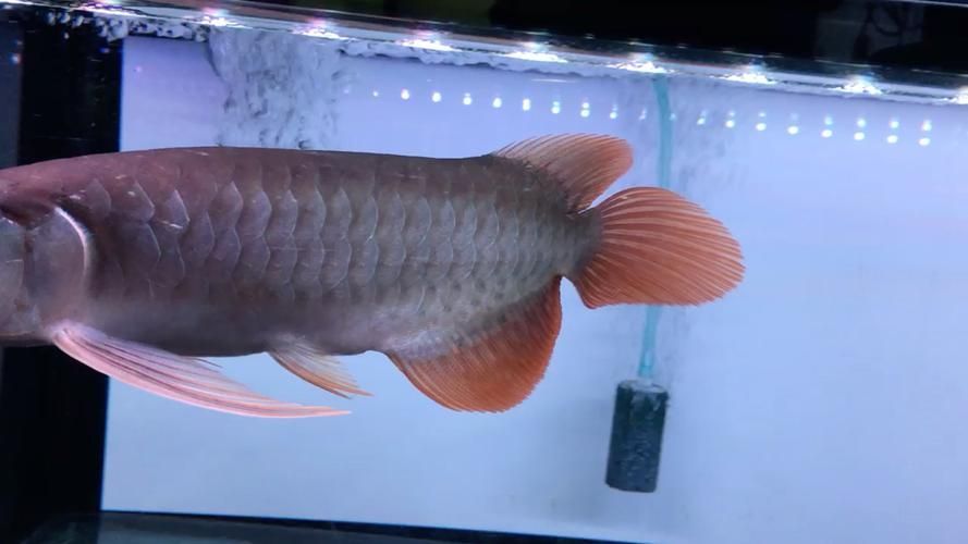 過背金龍成魚有哪些品系，過背金龍成魚品系鑒別清單過背金龍魚等級辨別指南