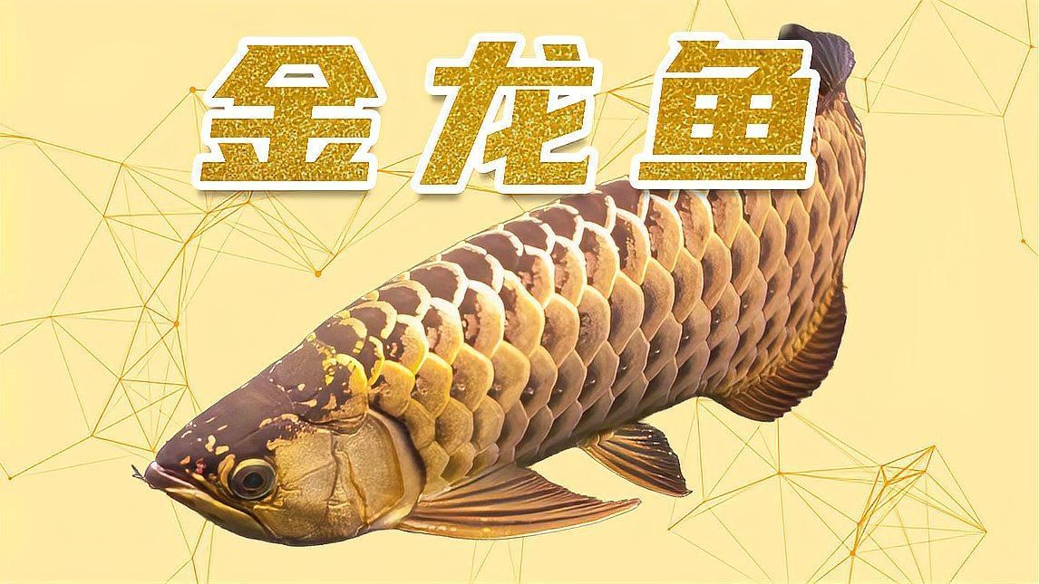 有哪些著名的龍魚品級？，不同品種的龍魚價格是多少？ 有哪些著名的龍魚品級？，不同品種的龍魚價格是多少？ 龍魚百科 第13張