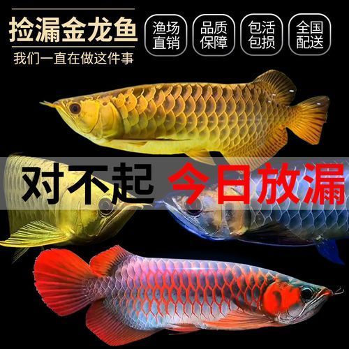 高背紅龍魚的市場價格走勢,高背紅龍魚價格走勢分析 龍魚百科 第5張 高背紅龍魚的市場價格走勢,高背紅龍魚價格走勢分析 高背紅龍魚的市場價格走勢,高背紅龍魚價格走勢分析 龍魚百科 第5張