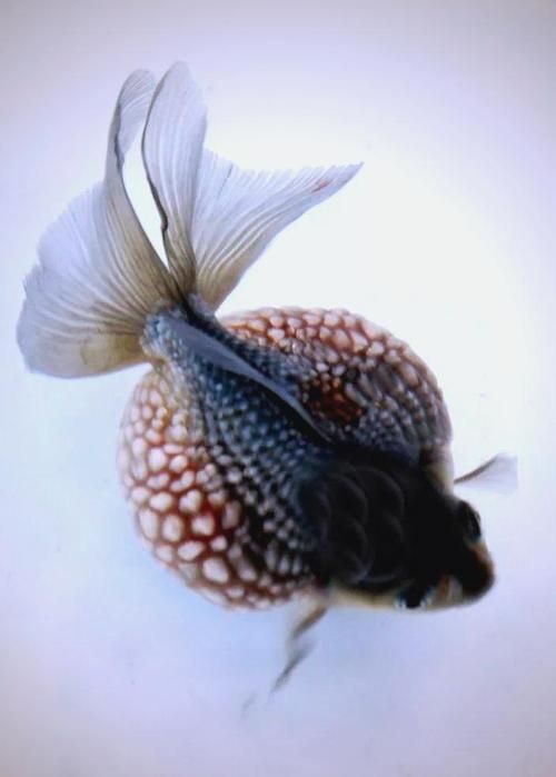 如何預防觀賞魚身上充血，用戶要求詳解如何預防觀賞魚身上充血并明確要求 如何預防觀賞魚身上充血，用戶要求詳解如何預防觀賞魚身上充血并明確要求 龍魚百科 第4張