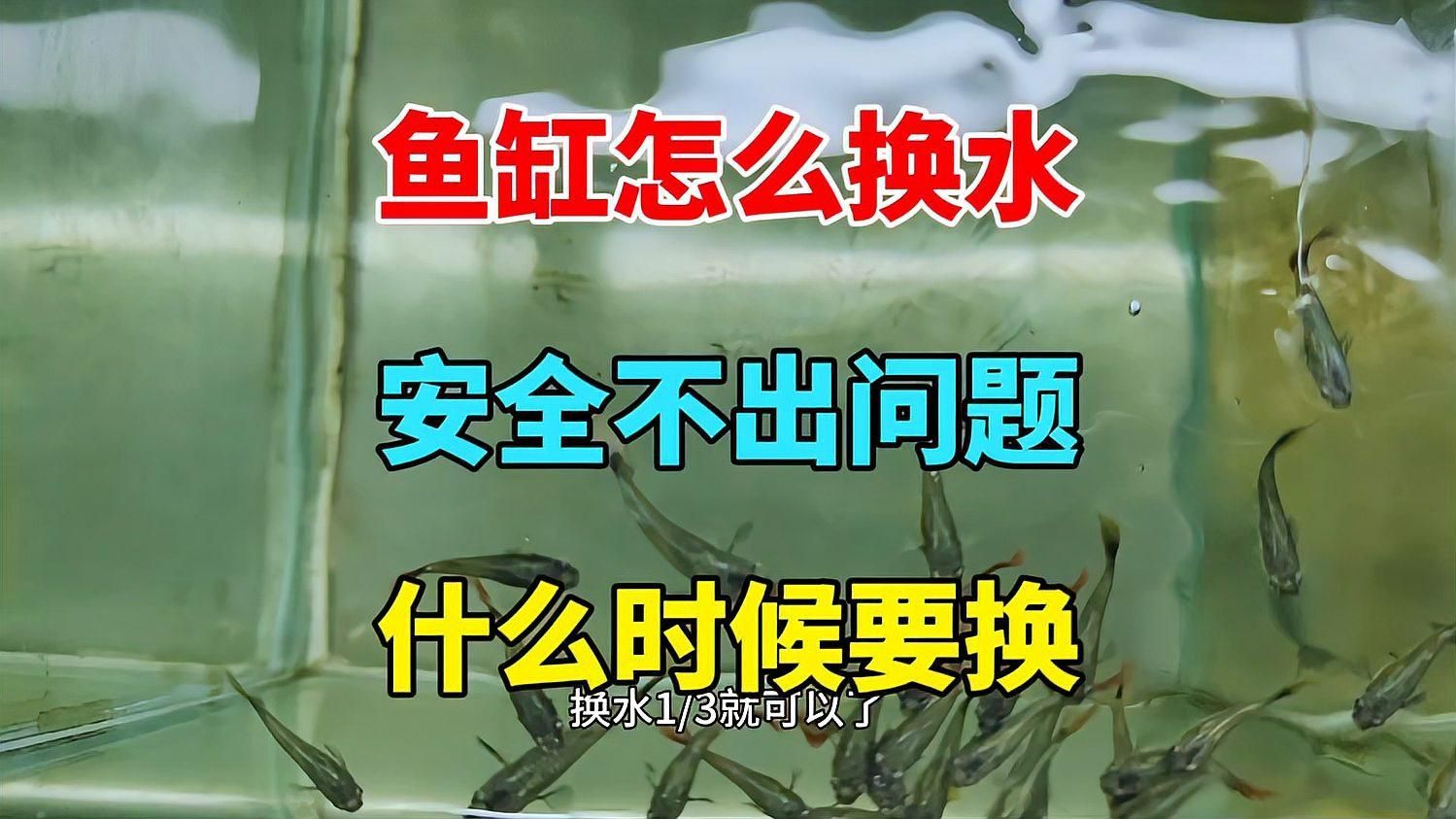 如何預防觀賞魚身上充血，用戶要求詳解如何預防觀賞魚身上充血并明確要求 如何預防觀賞魚身上充血，用戶要求詳解如何預防觀賞魚身上充血并明確要求 龍魚百科 第7張
