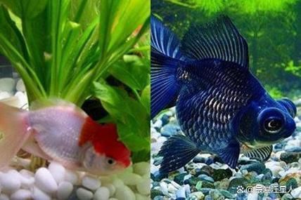 如何預防觀賞魚身上充血，用戶要求詳解如何預防觀賞魚身上充血并明確要求 如何預防觀賞魚身上充血，用戶要求詳解如何預防觀賞魚身上充血并明確要求 龍魚百科 第5張