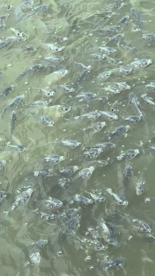 如何判斷魚兒是否中毒，如何判斷魚中毒 如何判斷魚兒是否中毒，如何判斷魚中毒 龍魚百科 第5張