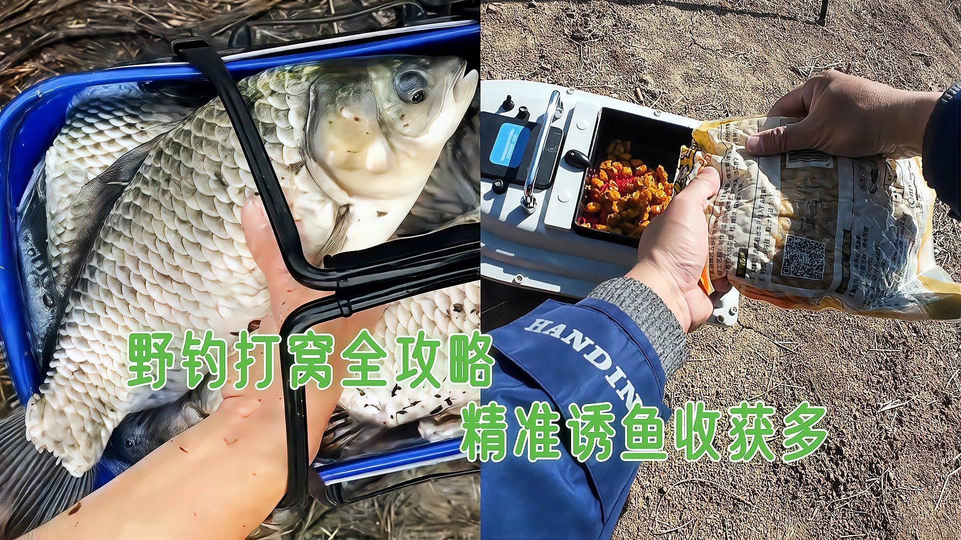 觀魚釣魚有哪些常見誤區，釣魚的誤區你知道多少 觀魚釣魚有哪些常見誤區，釣魚的誤區你知道多少 龍魚百科 第3張