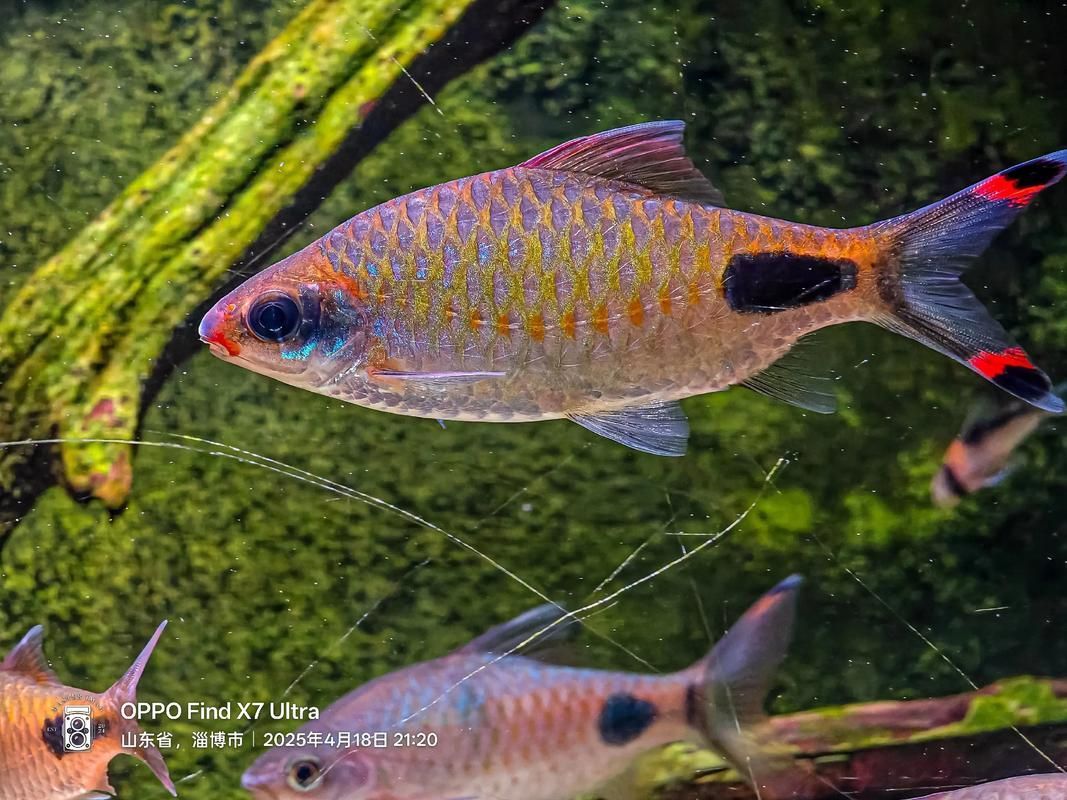 黑影道人魚繁殖方法 龍魚百科 第5張 黑影道人魚繁殖方法 黑影道人魚繁殖方法 龍魚百科 第5張