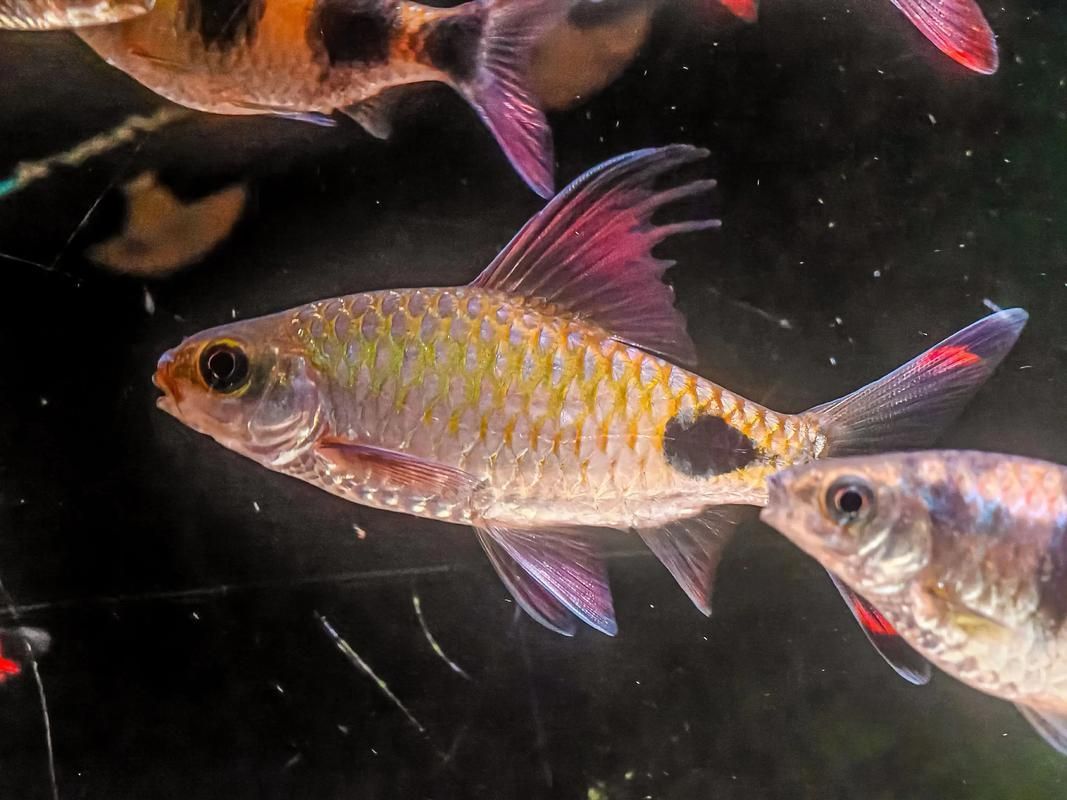 黑影道人魚繁殖方法 龍魚百科 第3張 黑影道人魚繁殖方法 黑影道人魚繁殖方法 龍魚百科 第3張